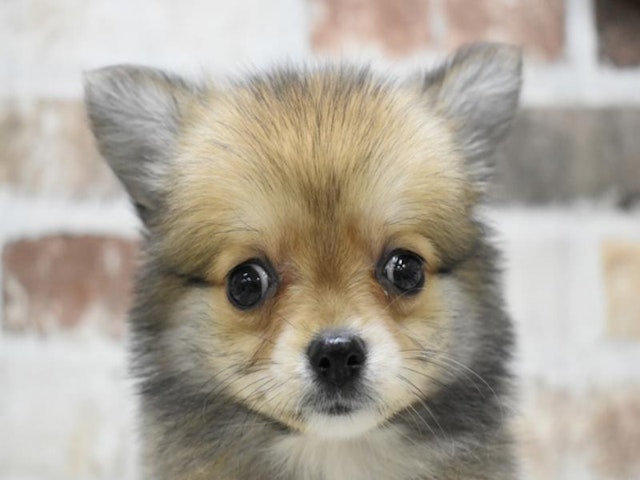 鳥取県のハーフ犬・ミックス犬 (ペッツワンFC鳥取店/2024年5月10日生まれ/女の子/オレンジ)の子犬